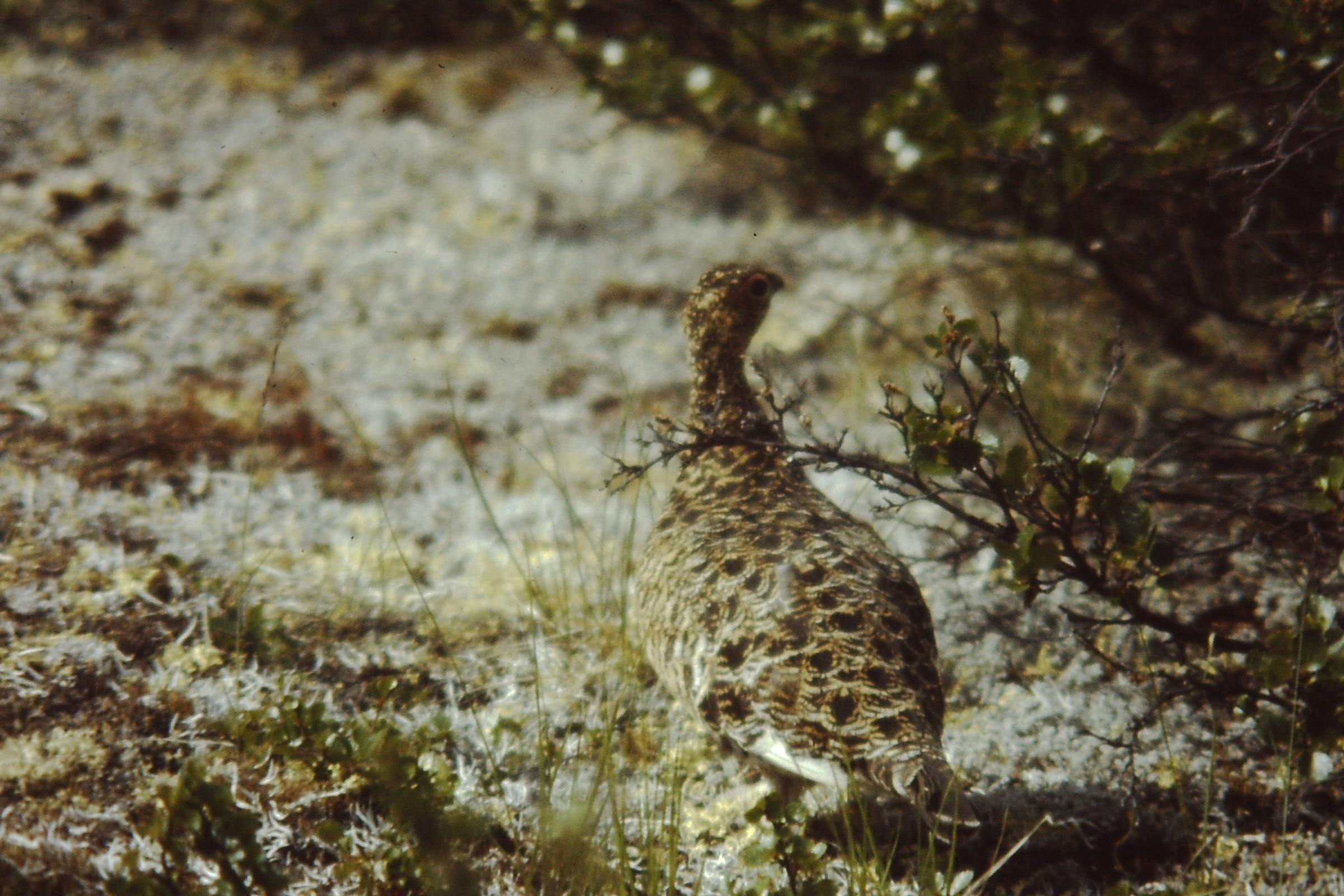 Iskele Seafront Open Cinema Area